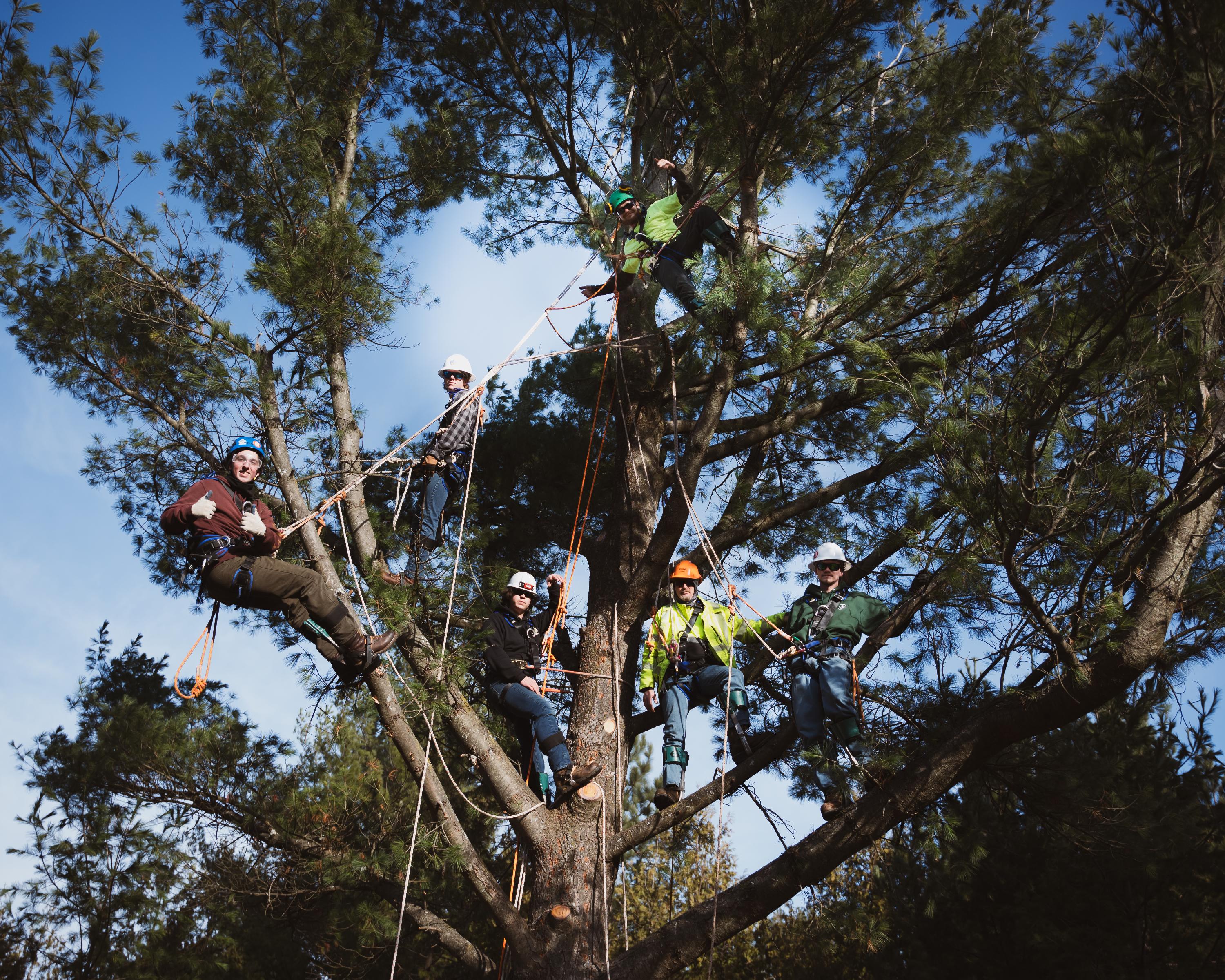 A group of students all hang from a tree